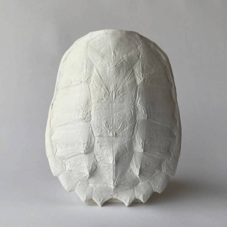 Snapping Turtle Shell