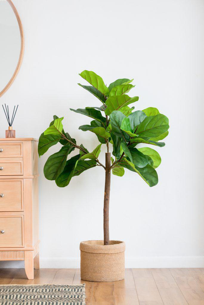 Fiddle Fig Leaf Tree