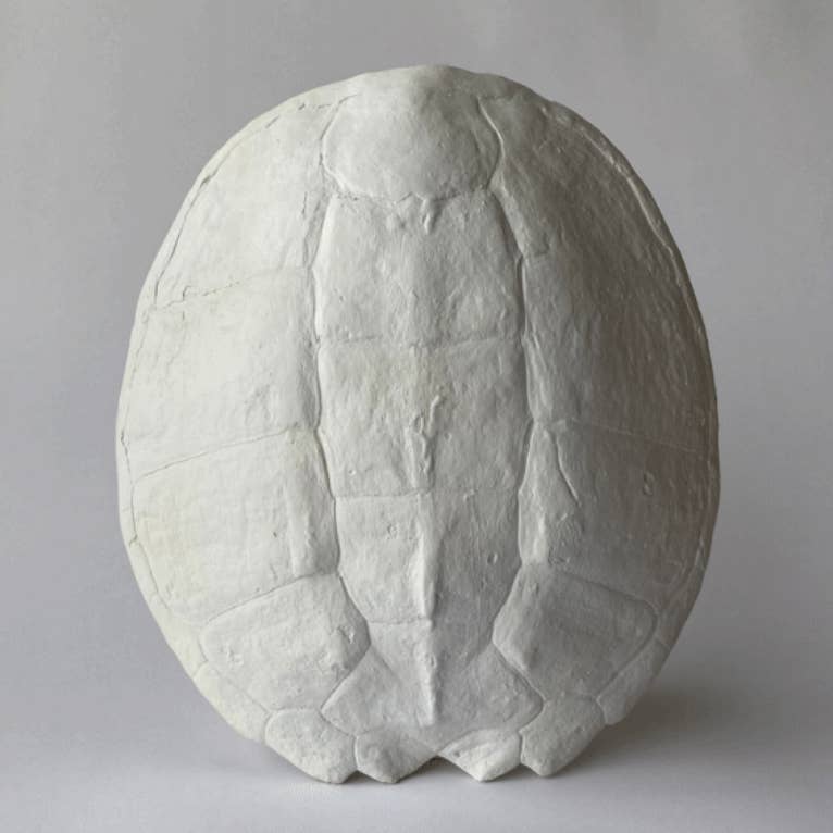 Sea Turtle Shell
