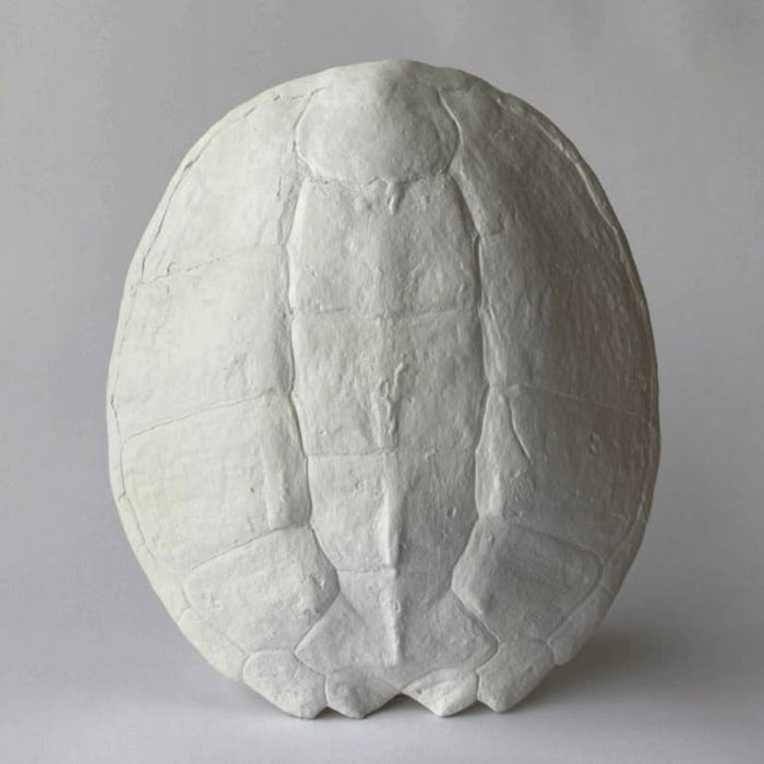 Sea Turtle Shell