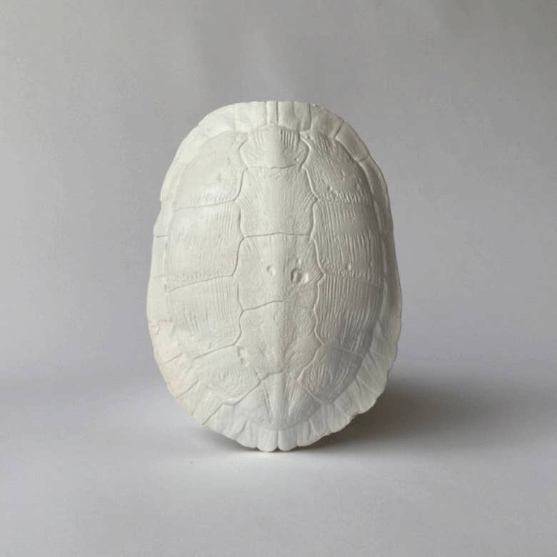 River Turtle Shell
