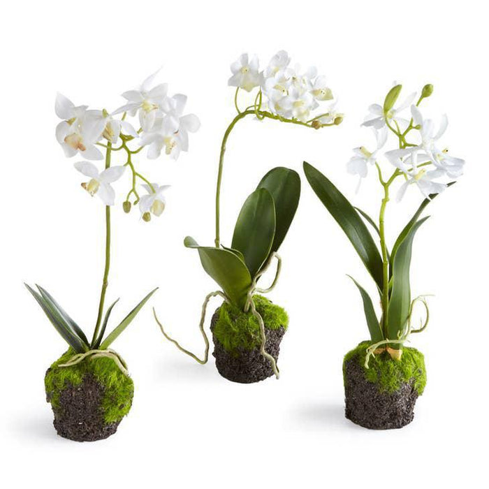 Dendrobium Orchid Drop-Ins 12"