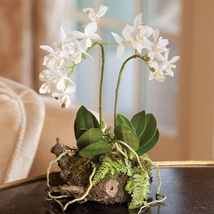 Mini Dendrobium With Rustic Drop-In 11.5"
