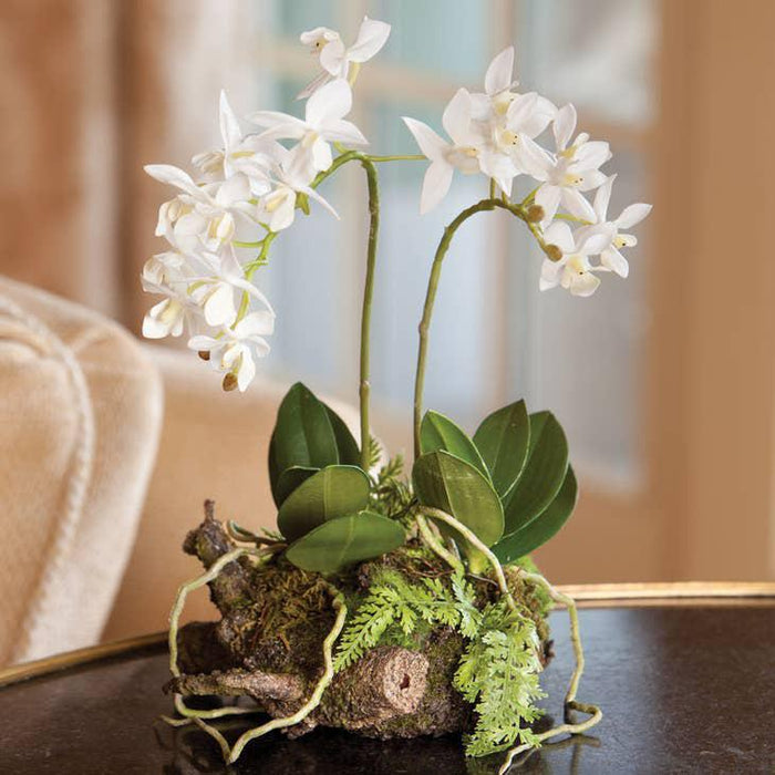 Mini Dendrobium With Rustic Drop-In 11.5"