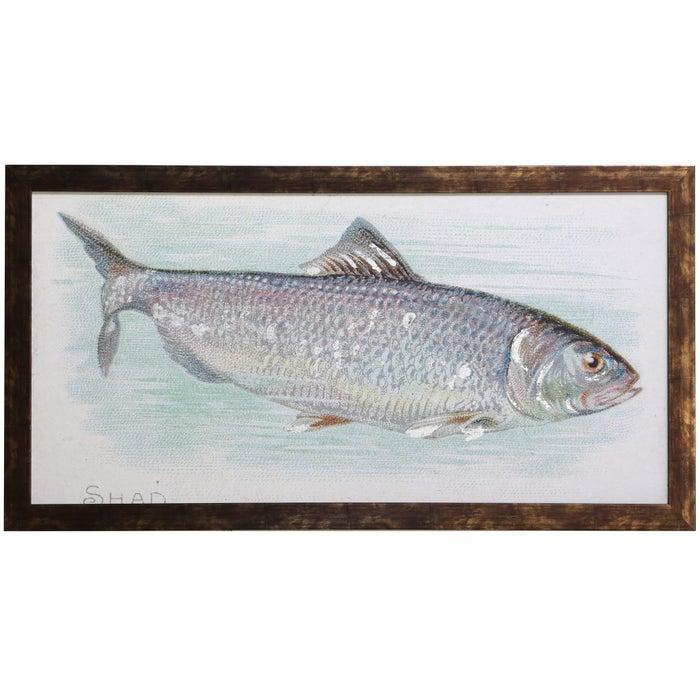 Shad Art 44"x24"